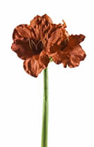 Silk FLowers Amaryllis Brown