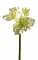 Silk Flowers Amaryllis Cream