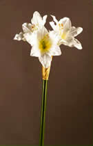 Silk Flowers Amaryllis White