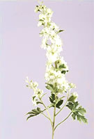 Delphinium White